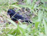 Eastern Towhee 9434